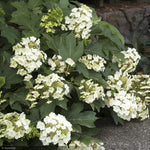 Load image into Gallery viewer, Hydrangea, Oakleaf Munchkin #7
