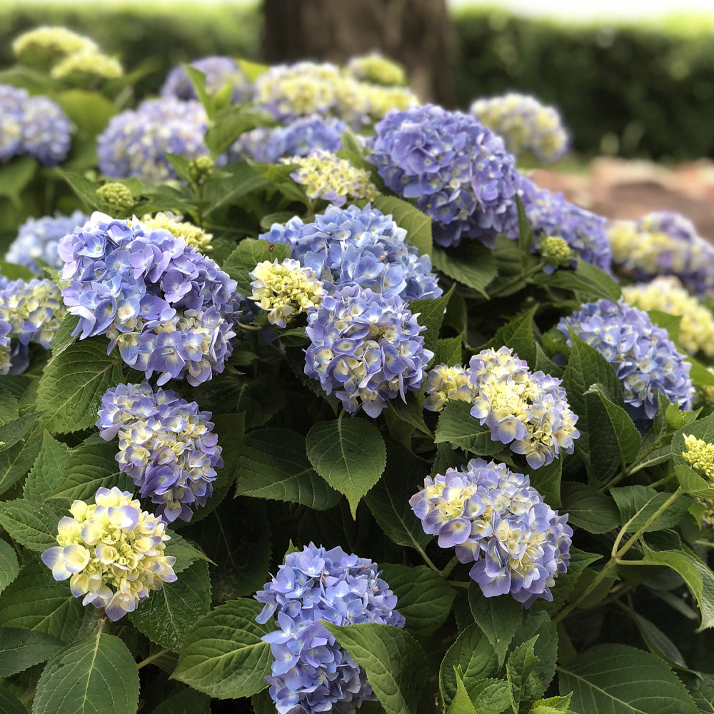 Hydrangea, Nantucket Blue #3 – Greenwood Creek Nursery