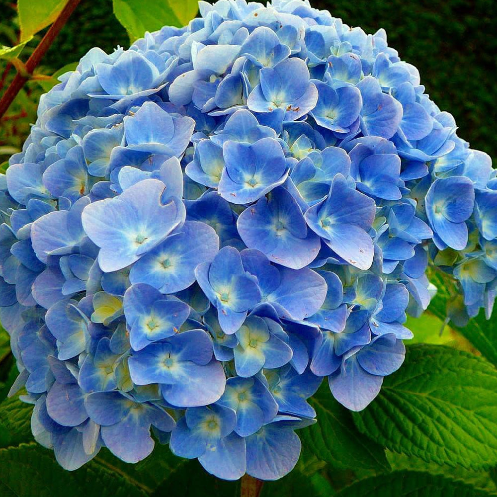 Hydrangea, Nikko Blue #7