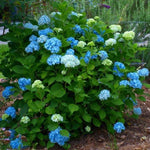 Load image into Gallery viewer, Hydrangea, Nikko Blue #3
