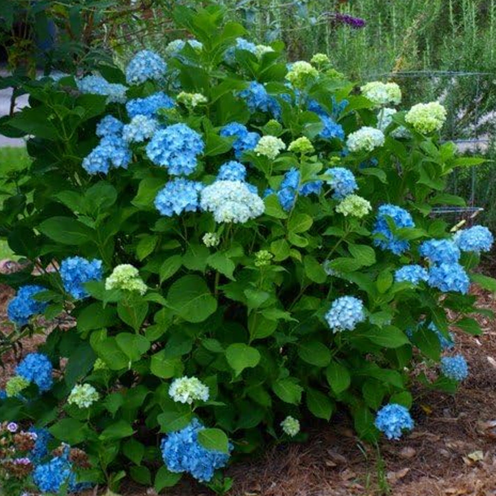 Hydrangea, Nikko Blue #3