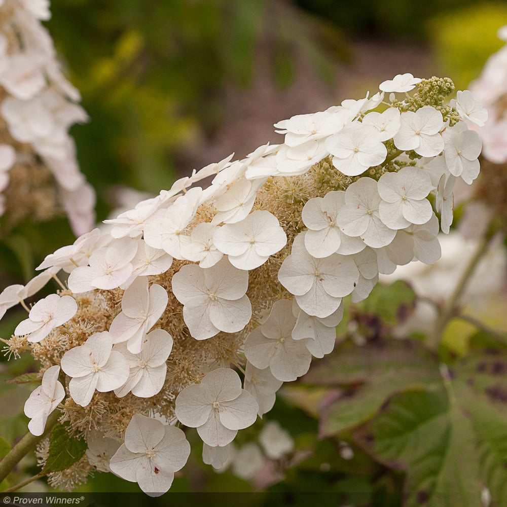 Hydrangea, Oakleaf Gatsby Gal #3