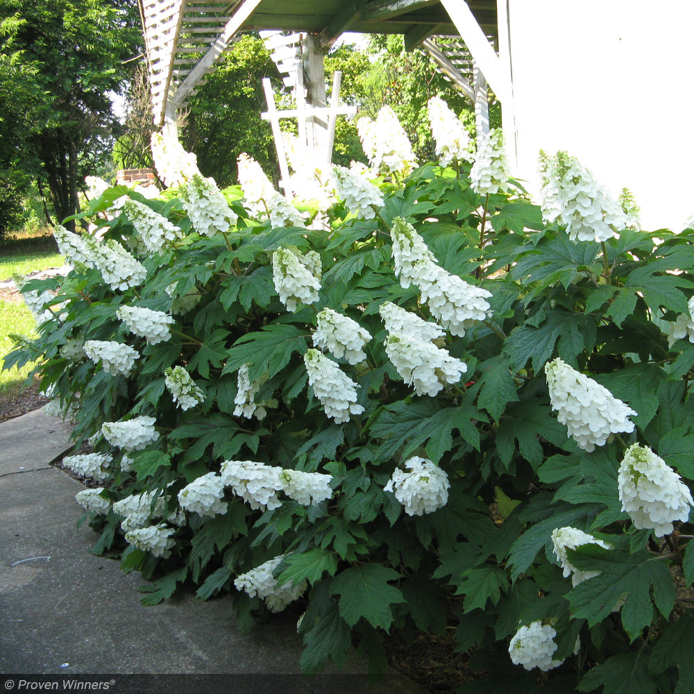 Hydrangea, Oakleaf Gatsby Gal #3