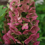 Load image into Gallery viewer, Hydrangea, Oakleaf Jetstream #3
