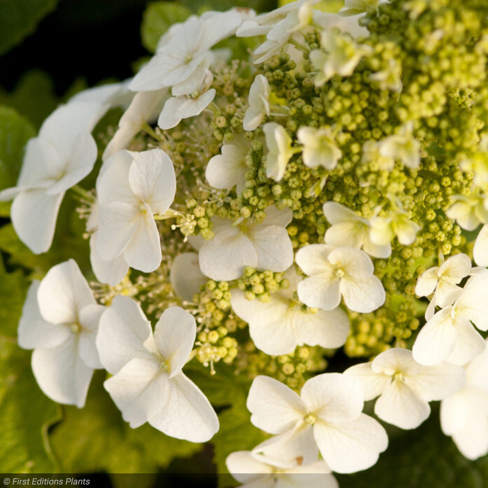 Hydrangea, Oakleaf Jetstream #3