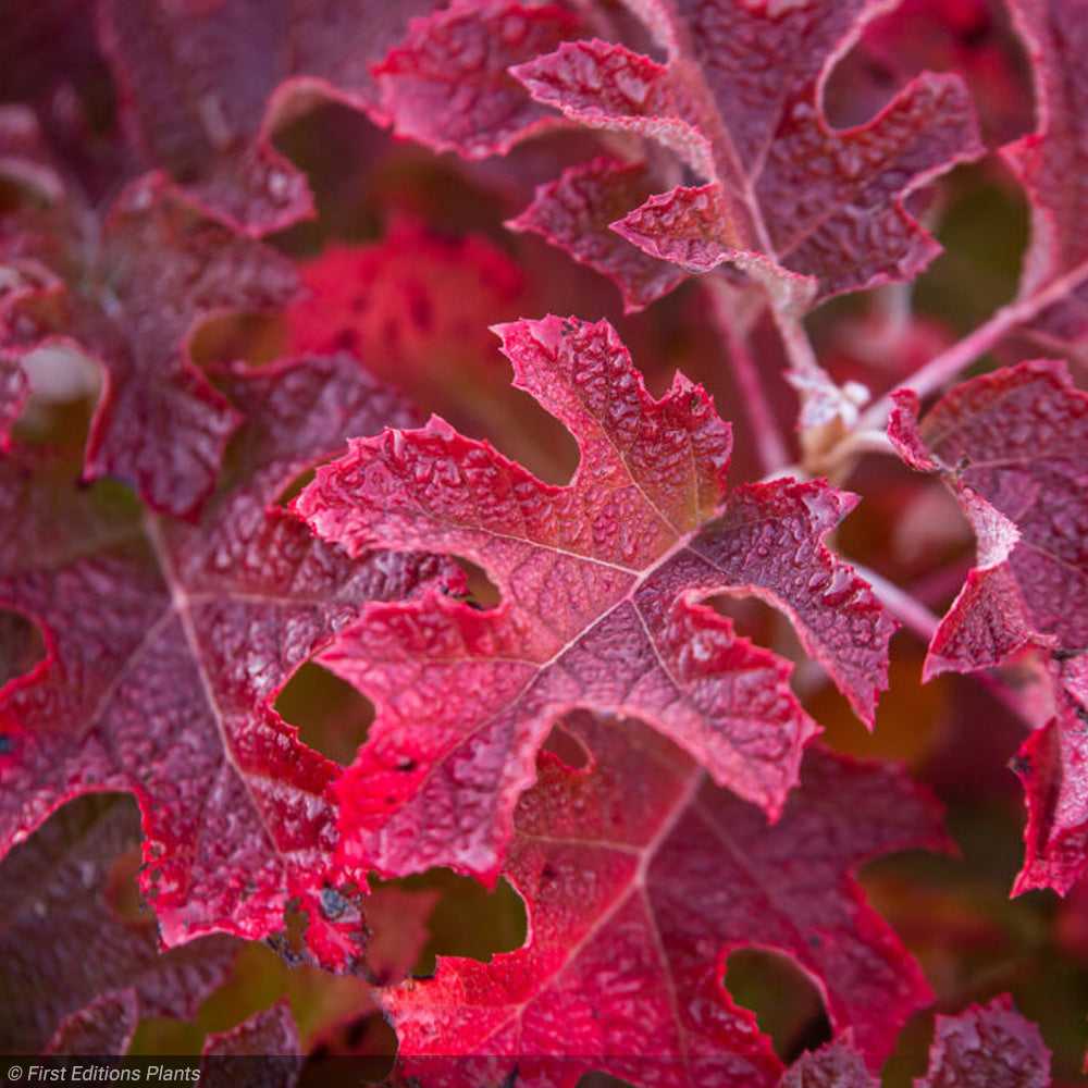 Hydrangea, Oakleaf Jetstream #3