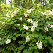 Hydrangea, Oakleaf Snowflake #7