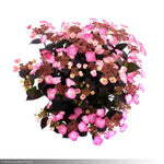 Load image into Gallery viewer, Hydrangea, Pink Dynamo #3
