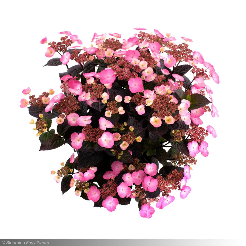 Hydrangea, Pink Dynamo #3