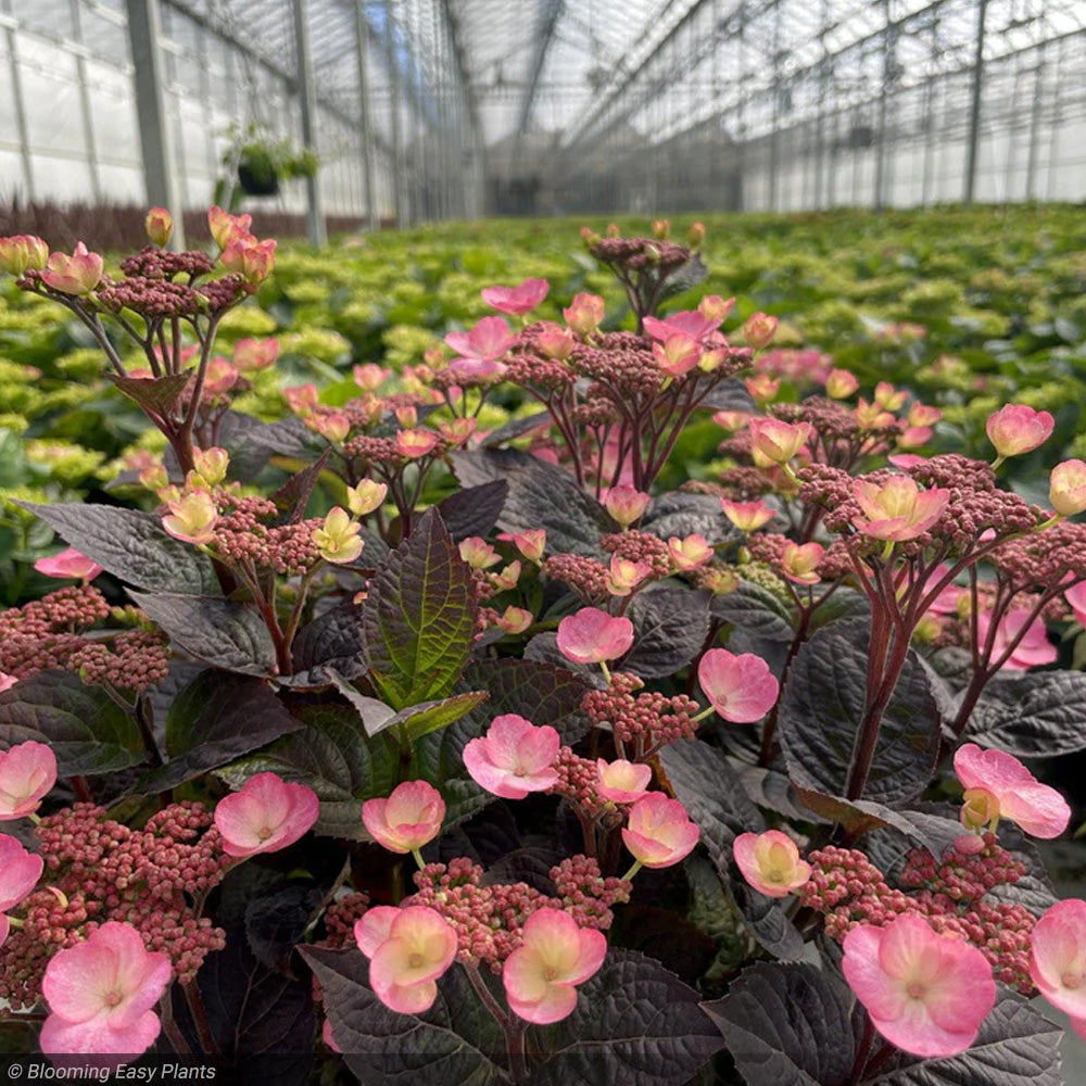 Hydrangea, Pink Dynamo #3 – Greenwood Creek Nursery