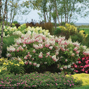 Hydrangea, Pinky Winky #3