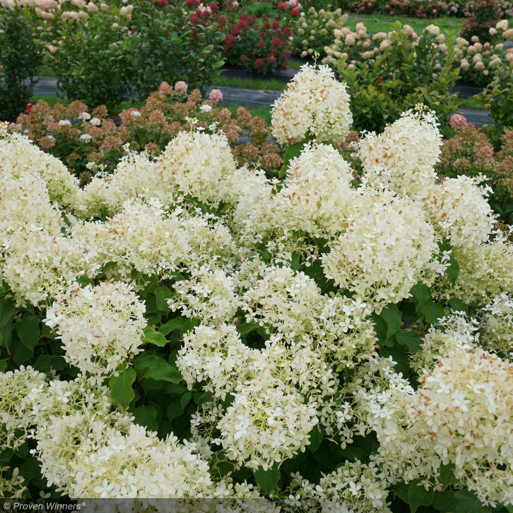 Hydrangea, Puffer Fish #3