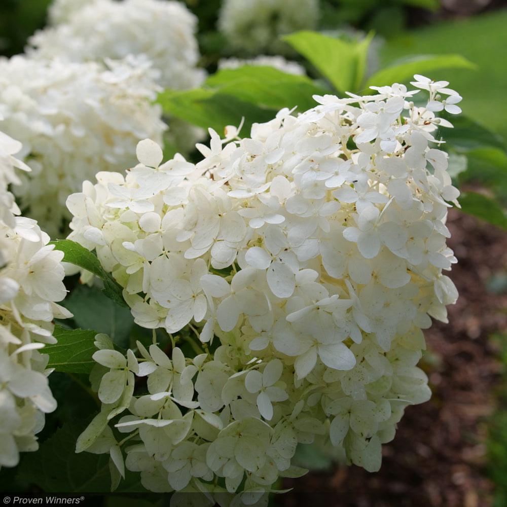 Hydrangea, Puffer Fish #3