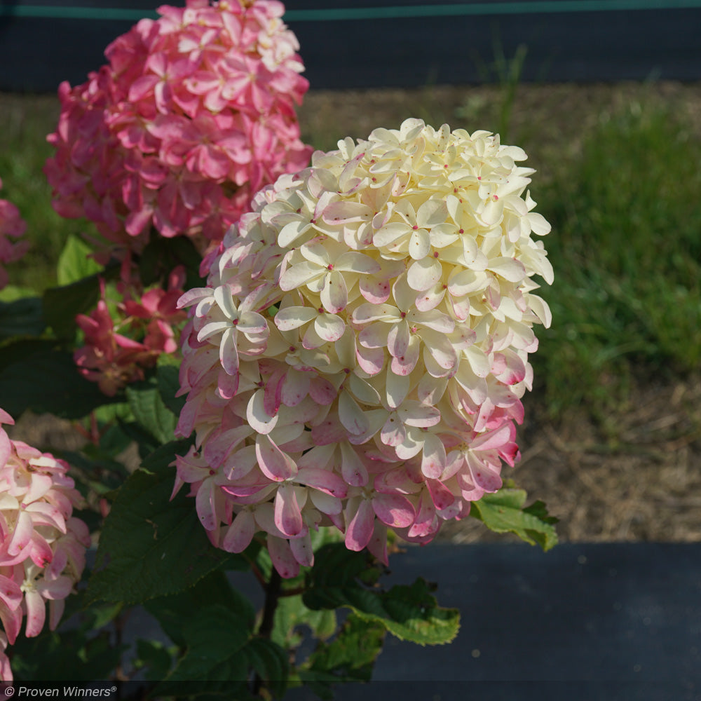 Hydrangea, Quick Fire Fab #3