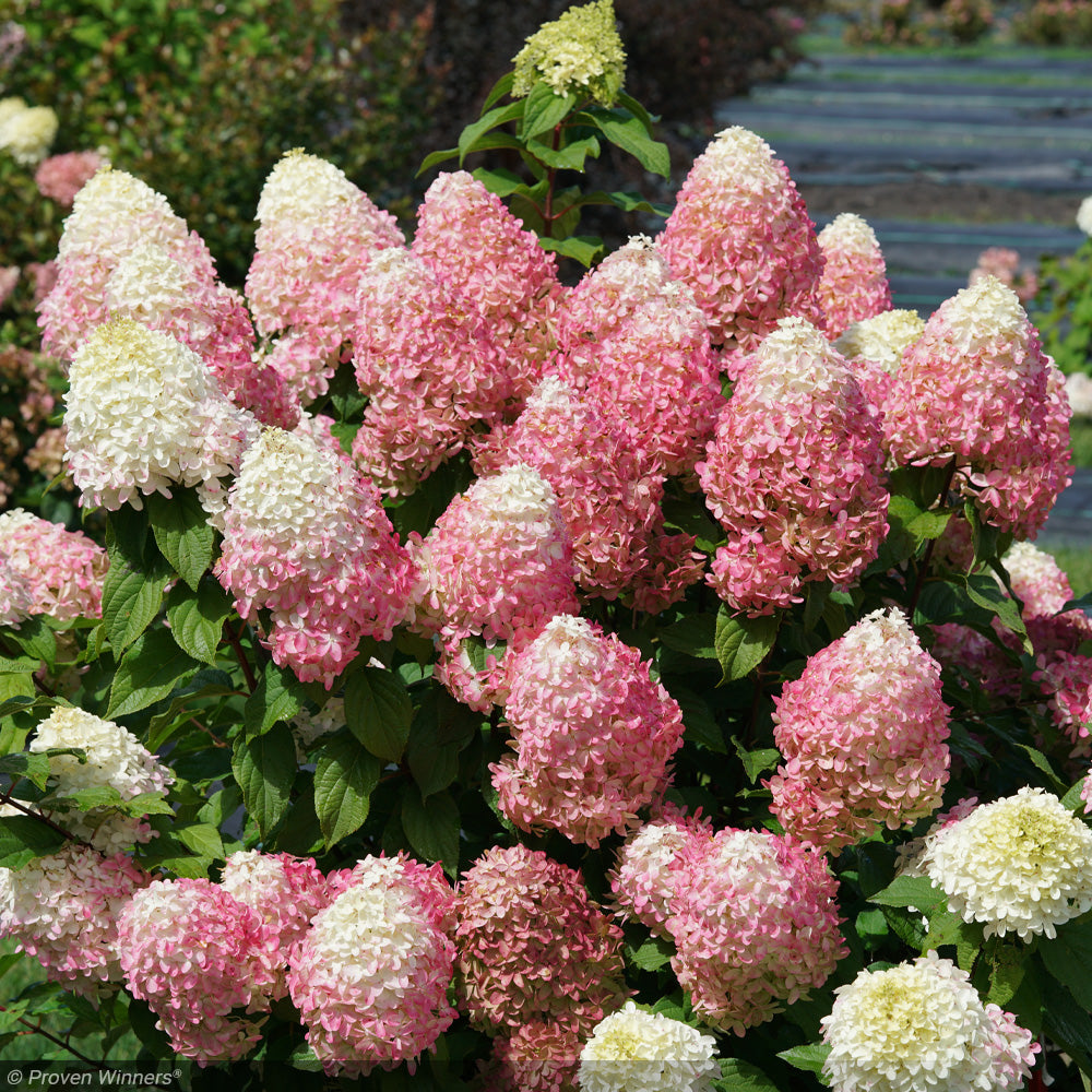 Hydrangea, Quick Fire Fab #3