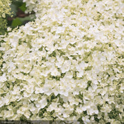 Hydrangea, Seaside Serenade, Bar Harbor #5