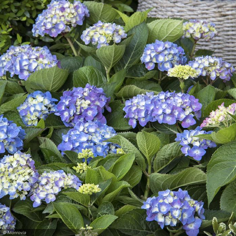 Hydrangea, Seaside Serenade, Cape Cod #5 – Greenwood Creek Nursery