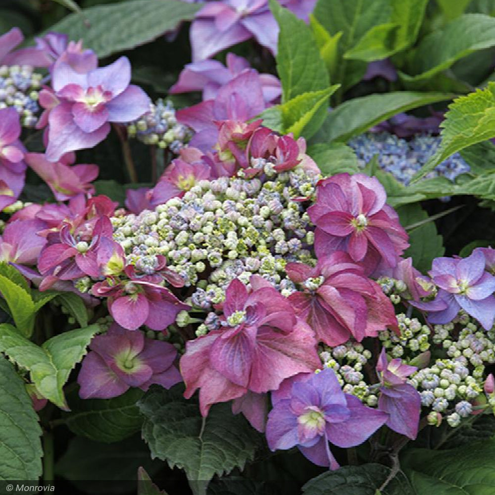 Hydrangea, Seaside Serenade, Cape May #2