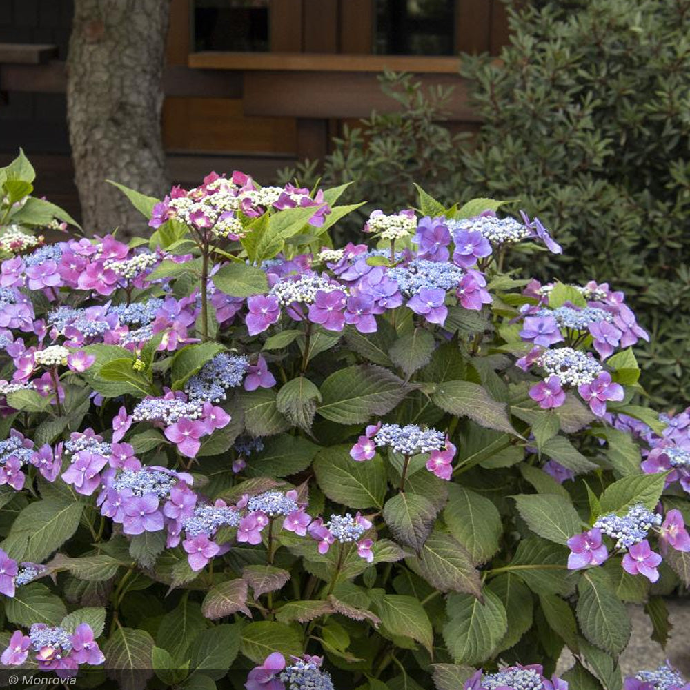 Hydrangea, Seaside Serenade, Cape May #2