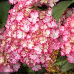 Load image into Gallery viewer, Hydrangea, Seaside Serenade, Fire Island #5
