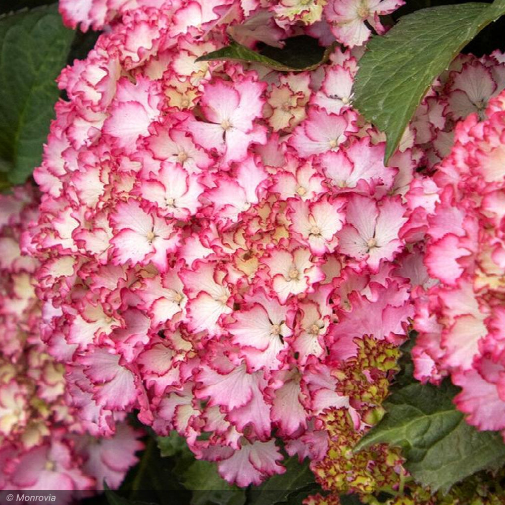 Hydrangea, Seaside Serenade, Fire Island #5