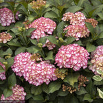 Load image into Gallery viewer, Hydrangea, Seaside Serenade, Fire Island #5
