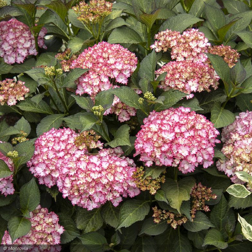 Hydrangea, Seaside Serenade, Fire Island #5