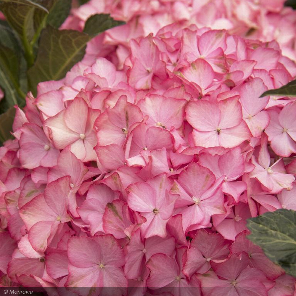 Hydrangea, Seaside Serenade, Hamptons #2