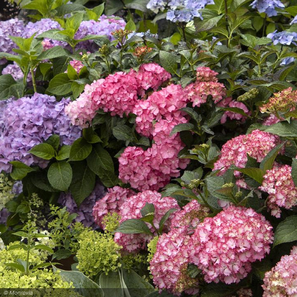 Hydrangea, Seaside Serenade, Hamptons #5 – Greenwood Creek Nursery