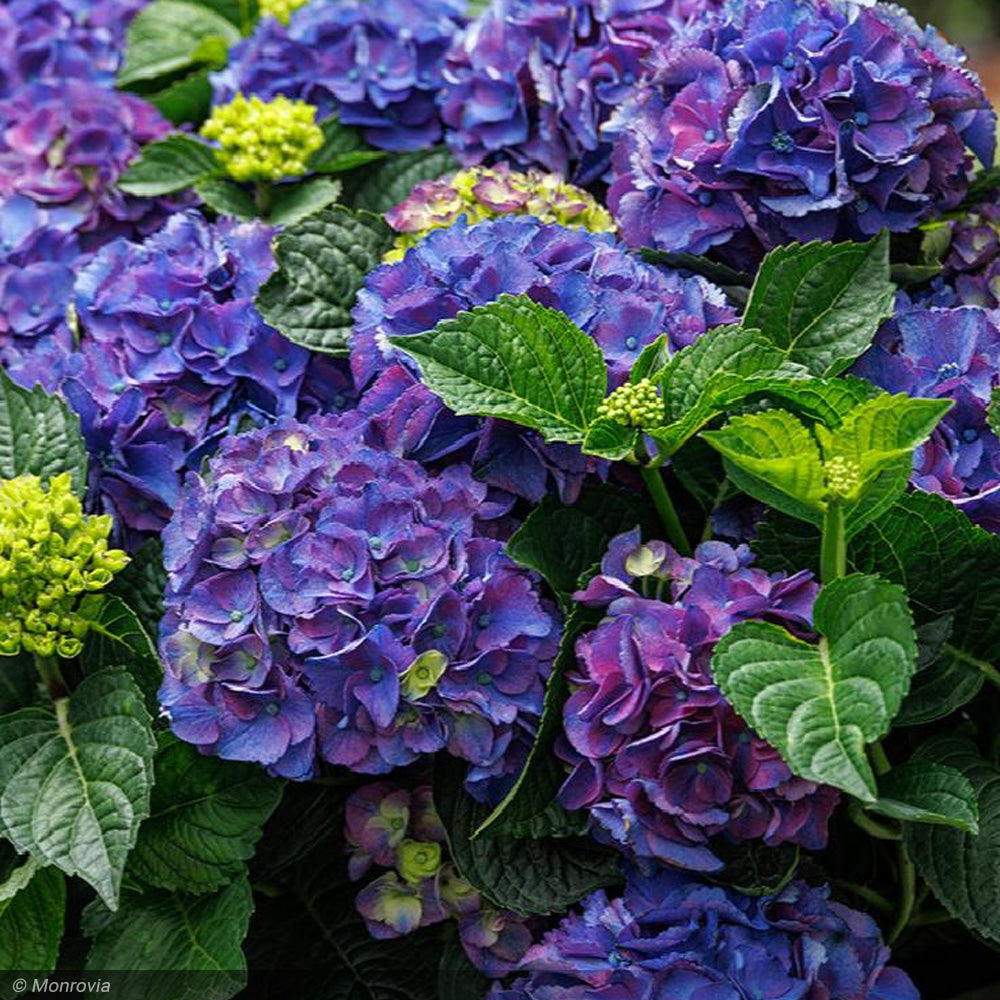 Hydrangea, Seaside Serenade, Newport #5