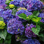 Hydrangea, Seaside Serenade, Newport #5