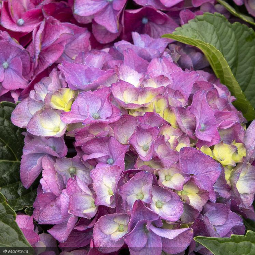 Hydrangea, Seaside Serenade, Newport #5