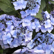 Hydrangea, Seaside Serenade, Outer Banks #2