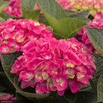 Load image into Gallery viewer, Hydrangea, Seaside Serenade, Martha&#39;s Vineyard #5
