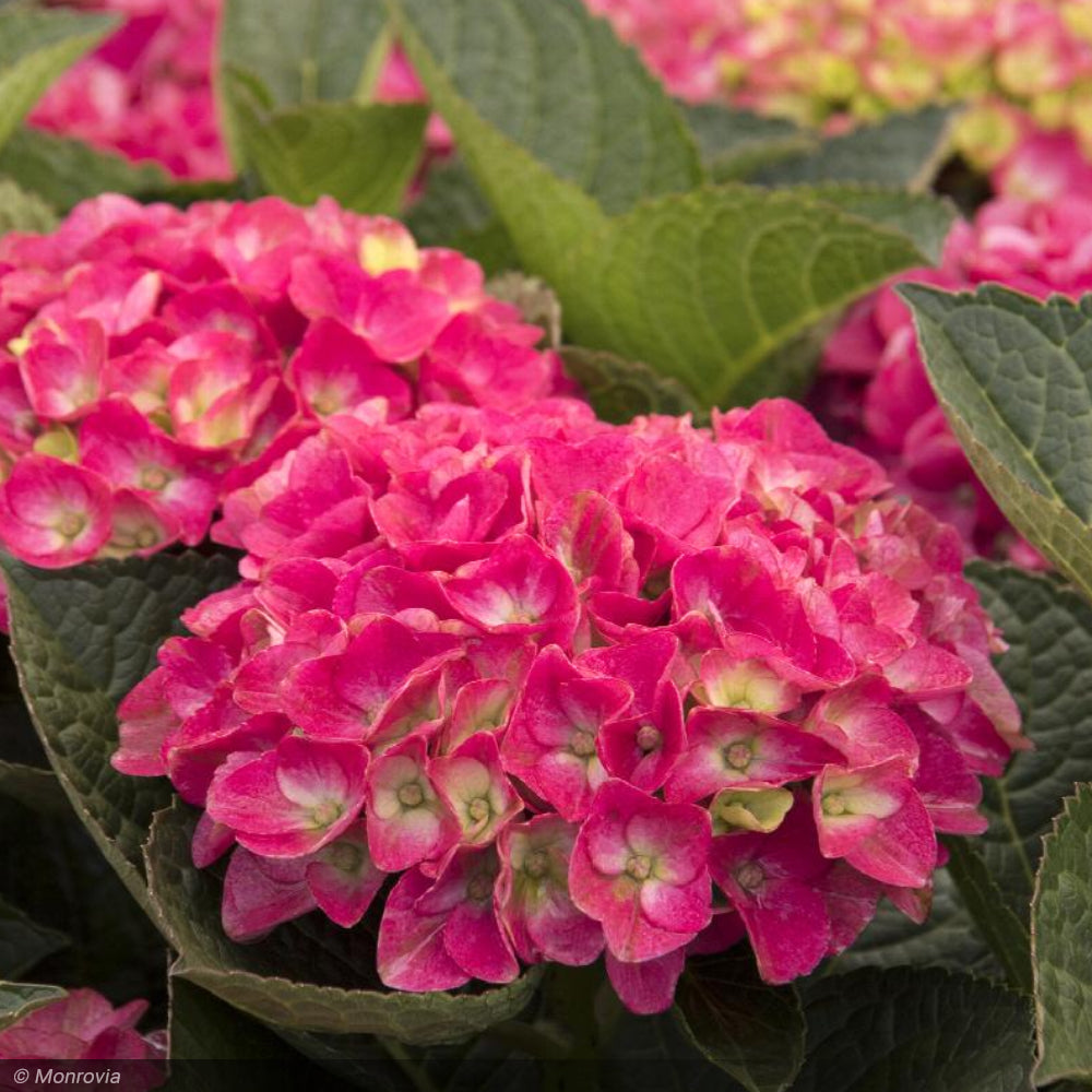 Hydrangea, Seaside Serenade, Martha's Vineyard #5