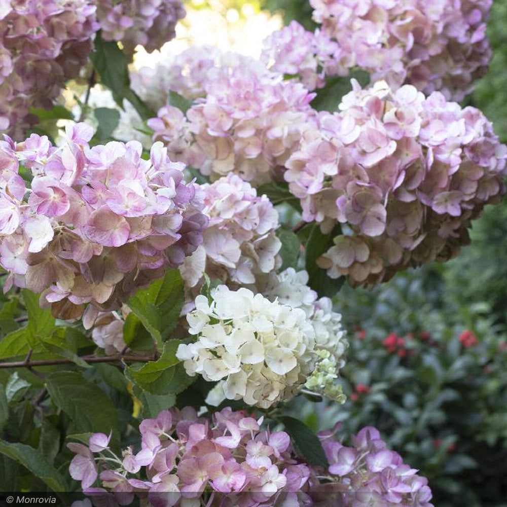 Hydrangea, Strawberry Shake #2