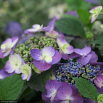 Load image into Gallery viewer, Hydrangea, Tuff Stuff #3
