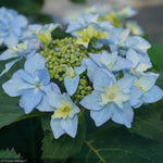 Load image into Gallery viewer, Hydrangea, Tuff Stuff, Ah-Ha #3
