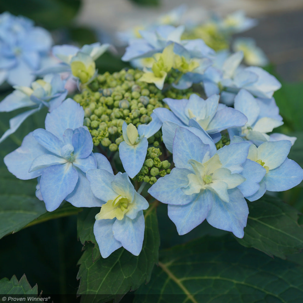 Hydrangea, Tuff Stuff, Ah-Ha #3