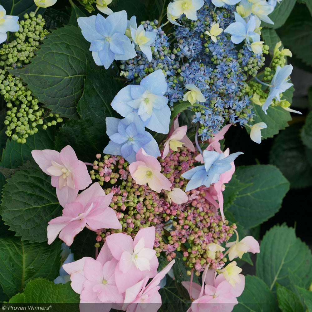 Hydrangea, Tuff Stuff, Ah-Ha #3