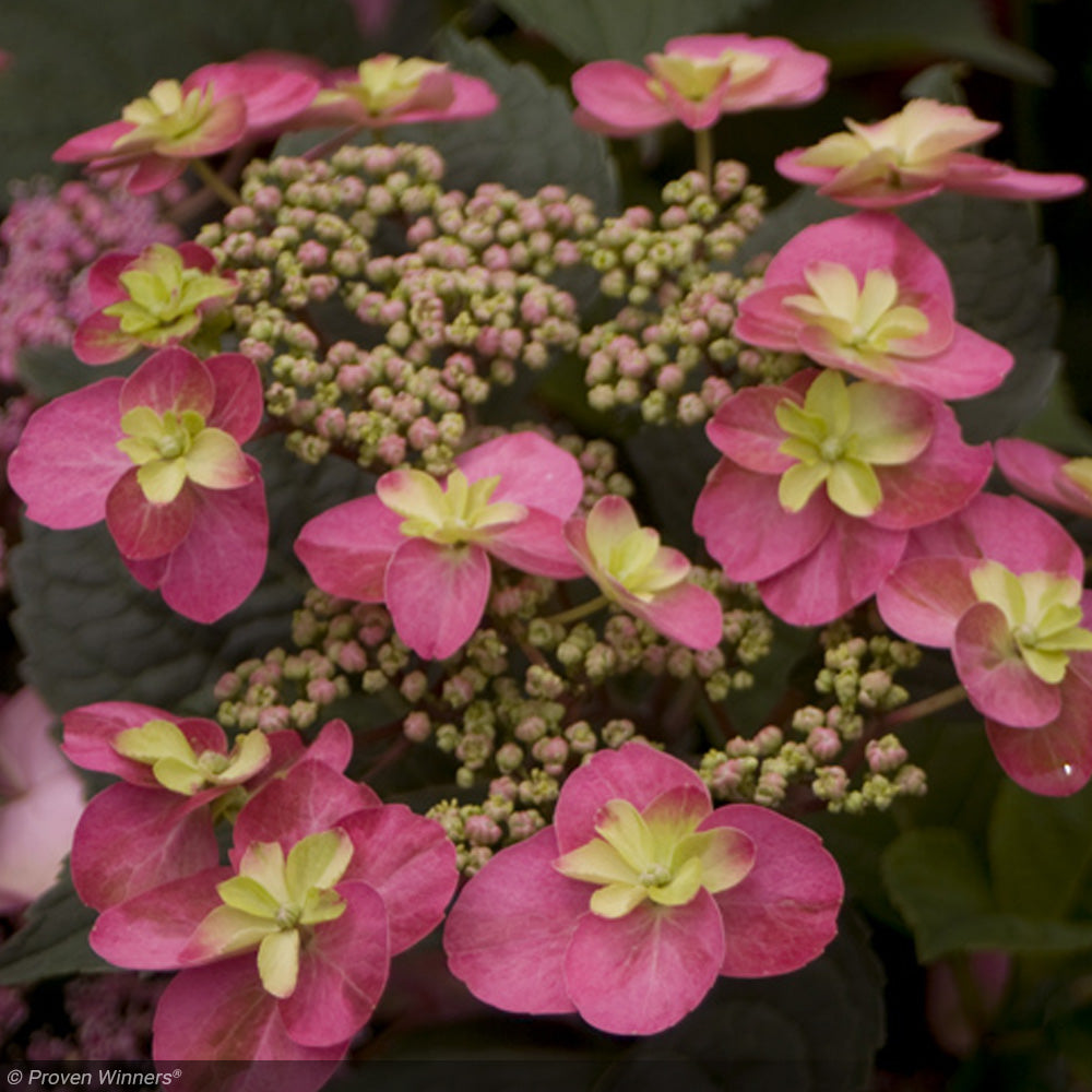 Hydrangea, Tuff Stuff, Red #3