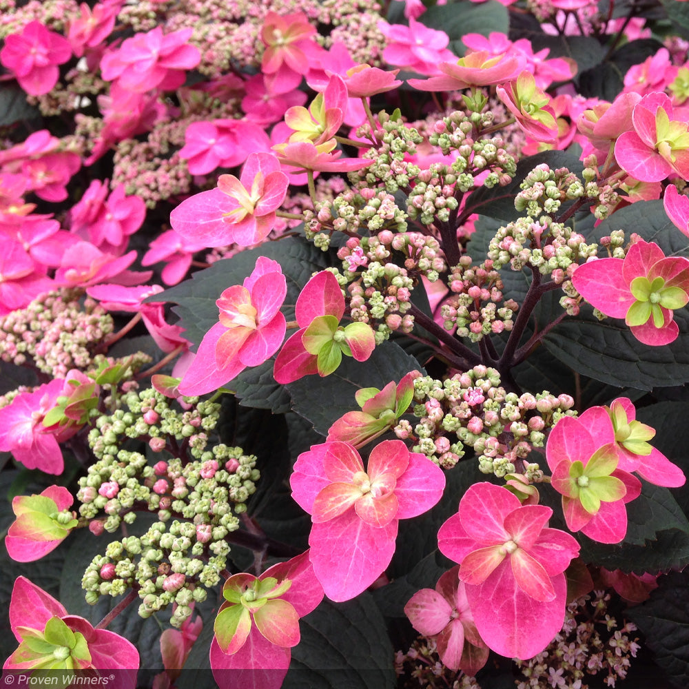 Hydrangea, Tuff Stuff, Red #3