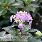 Load image into Gallery viewer, Hydrangea, Tuff Stuff Top Fun #3
