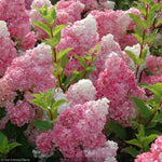 Load image into Gallery viewer, Hydrangea, Vanilla Strawberry #7
