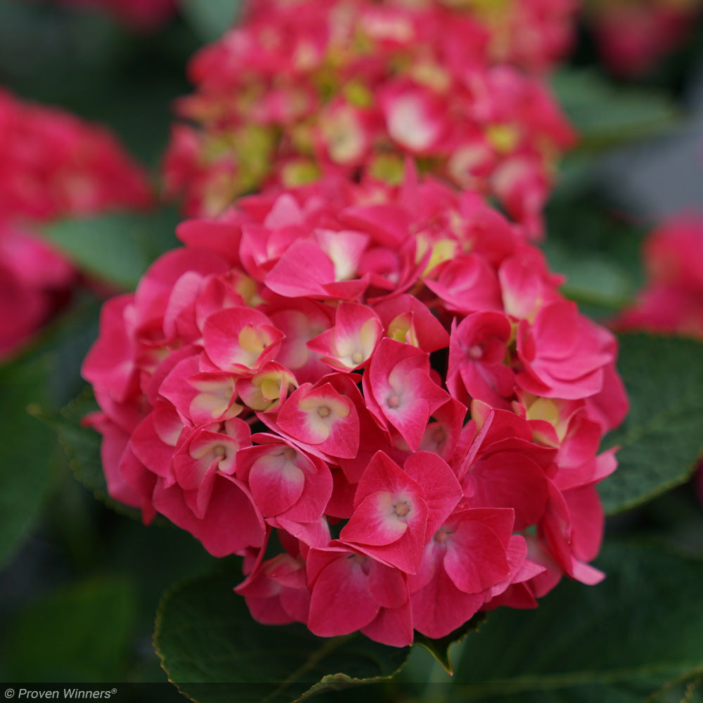 Hydrangea, Wee Bit Giddy #3