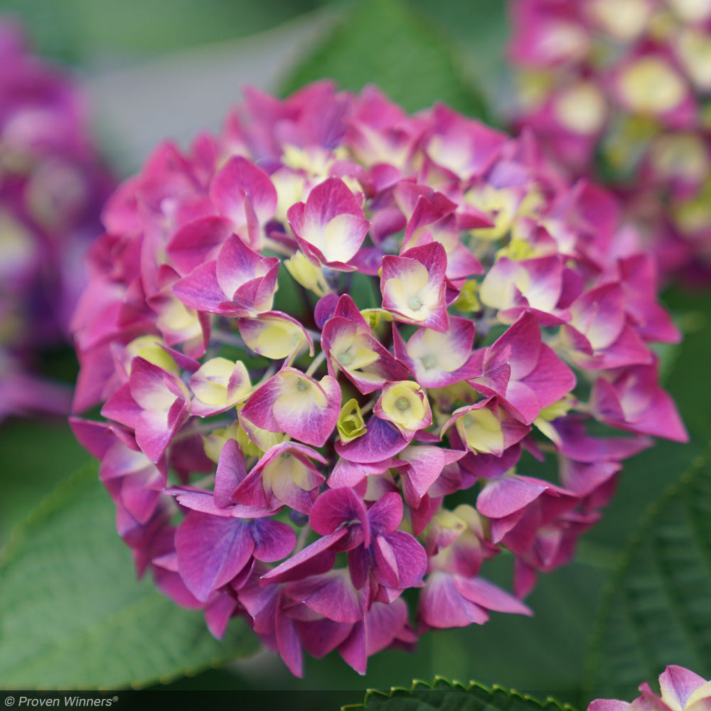 Hydrangea, Wee Bit Giddy #3