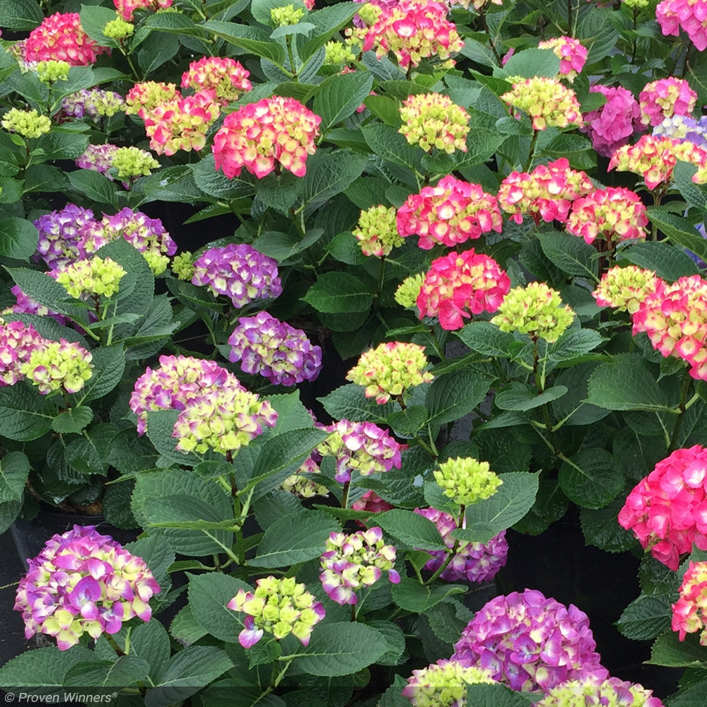 Hydrangea, Wee Bit Giddy #3