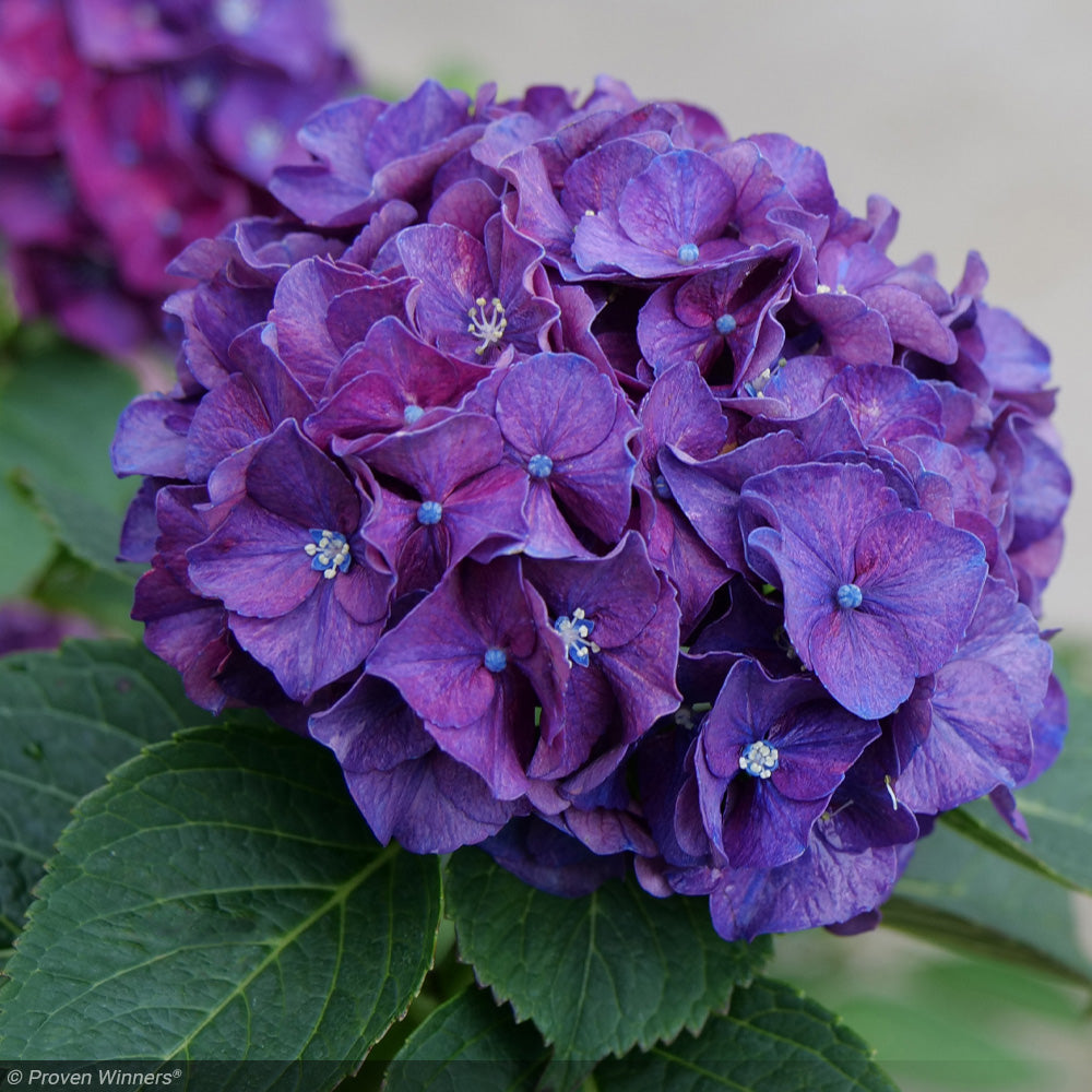 Hydrangea, Wee Bit Grumpy #3