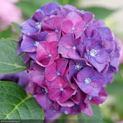 Hydrangea, Wee Bit Grumpy #3