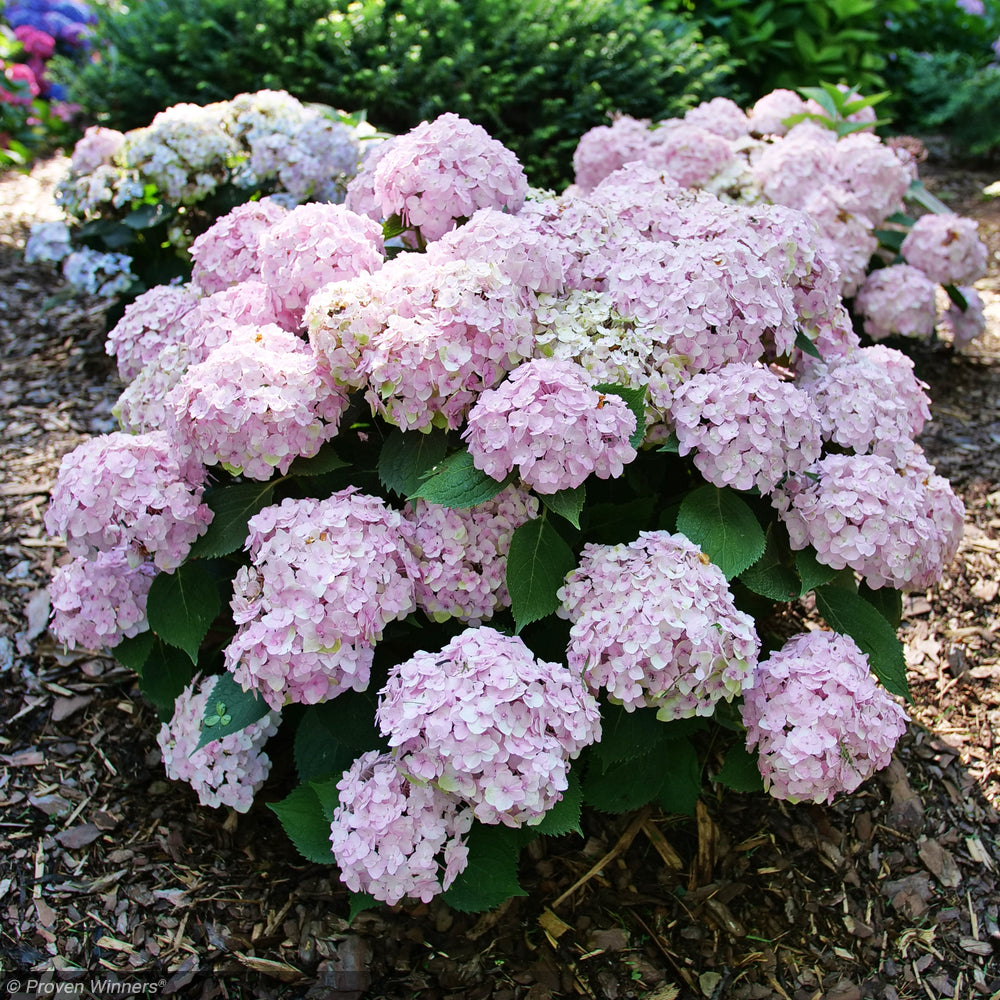 Hydrangea, Pinky Winky Prime #3